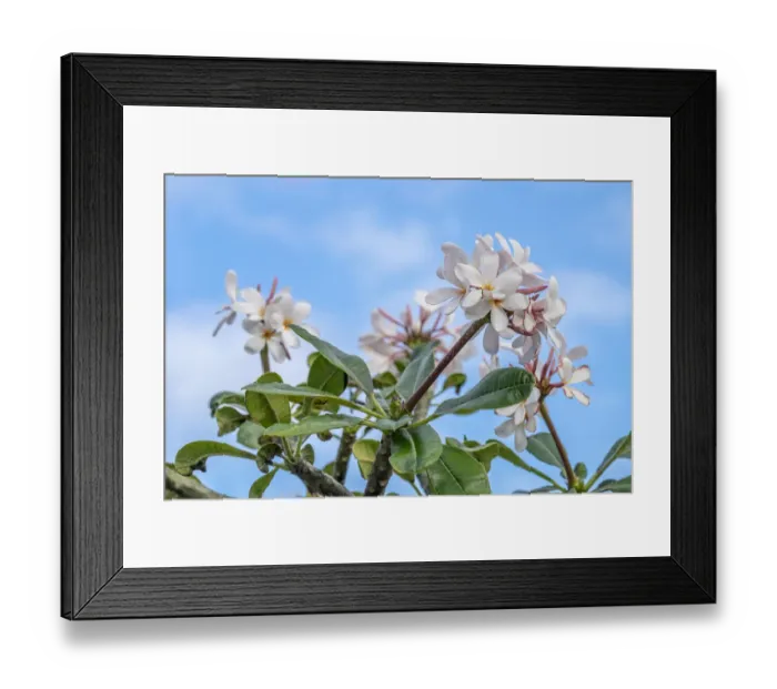 Framed Print : Plumeria Framed Print : Plumeria