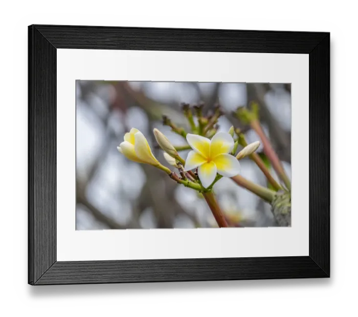 Framed Print : Plumeria