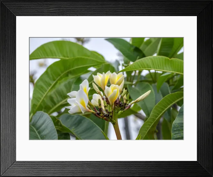 Framed Print : Plumeria Framed Print : Plumeria