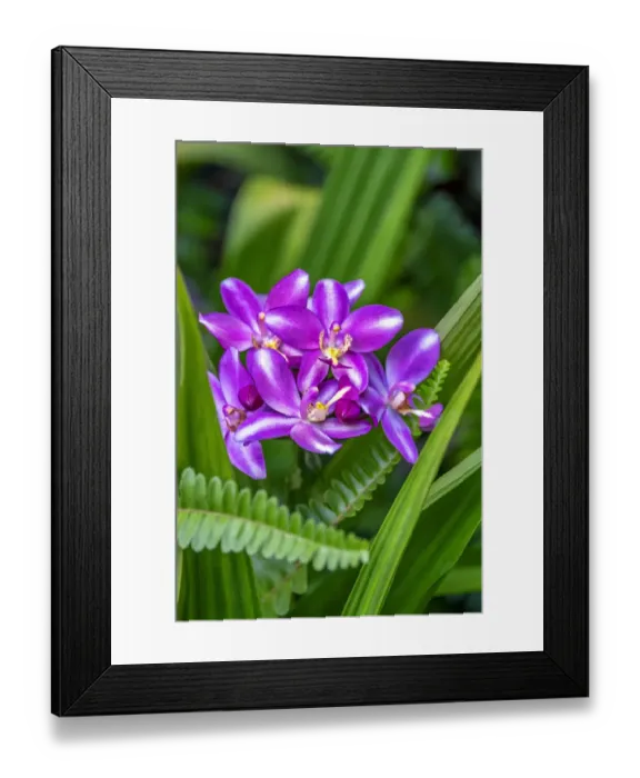 Framed Print : Purple orchid Framed Print : Purple orchid