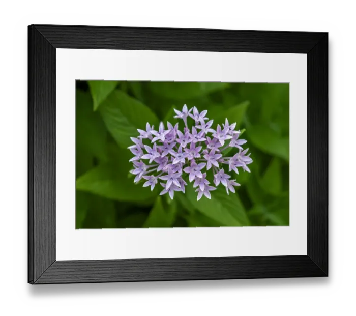 Framed Print : Purple Penta flower