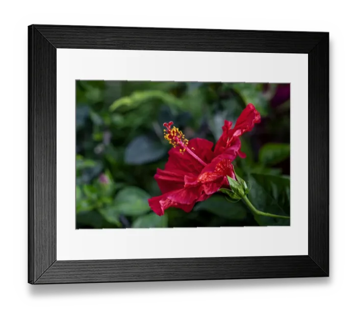 Framed Print : Red Hibiscus Framed Print : Red Hibiscus