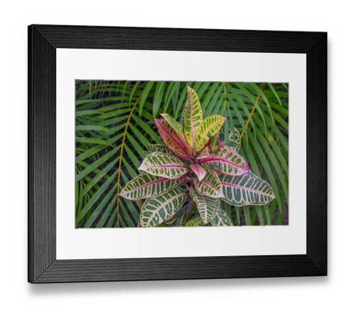 Framed Print : Palm fronds and Croton plants Framed Print : Palm fronds and Croton plants