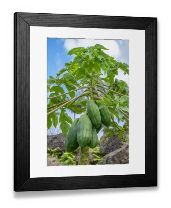 Framed Print : Papaya tree Framed Print : Papaya tree