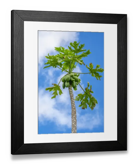 Framed Print : Papaya tree