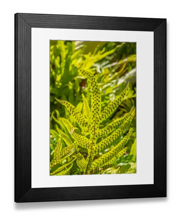 Framed Print : Phymatosorus grossus, Musk Fern