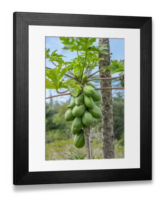 Framed Print : Papaya tree