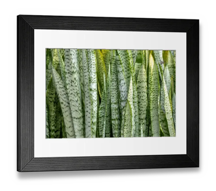 Framed Print : Snake plant, Mother-in-laws tongue Framed Print : Snake plant, Mother-in-laws tongue