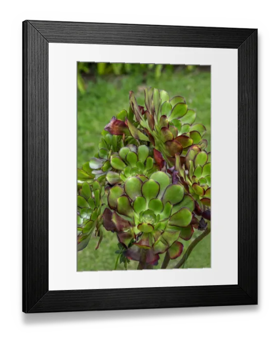 Framed Print : Stonecrop plant Framed Print : Stonecrop plant