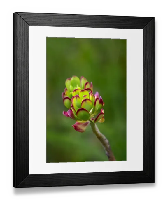 Framed Print : Stonecrop, Sedum Framed Print : Stonecrop, Sedum
