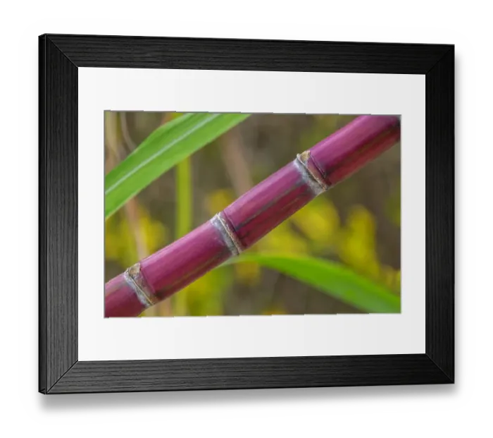 Framed Print : Sugar Cane Framed Print : Sugar Cane