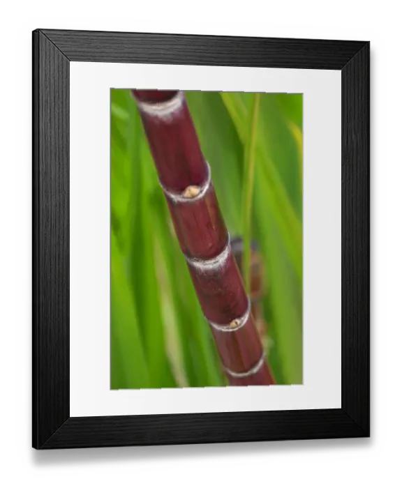 Framed Print : Sugar Cane Framed Print : Sugar Cane
