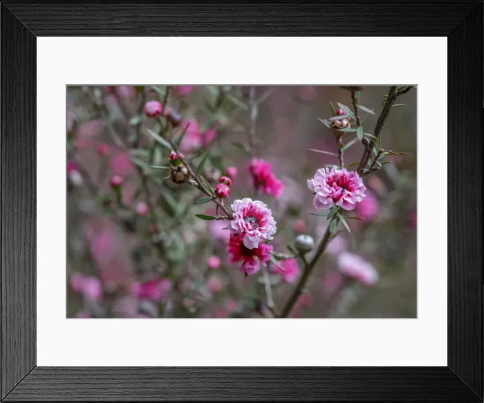 Framed Print : Tea tree flower Framed Print : Tea tree flower