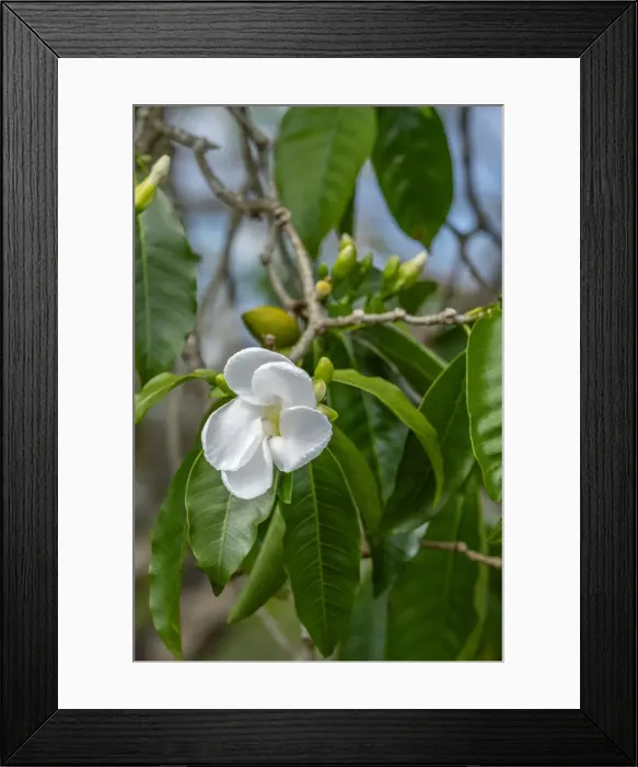 Framed Print : Tabernaemontana flower Framed Print : Tabernaemontana flower