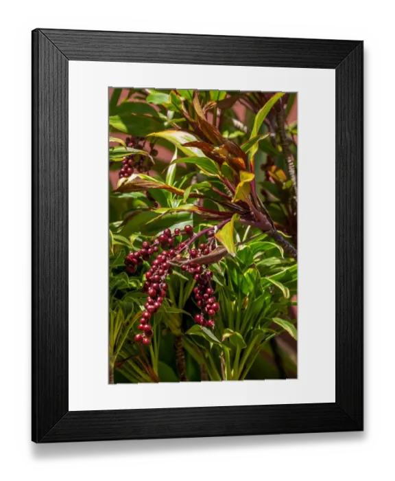 Framed Print : Ti Plant berries Framed Print : Ti Plant berries