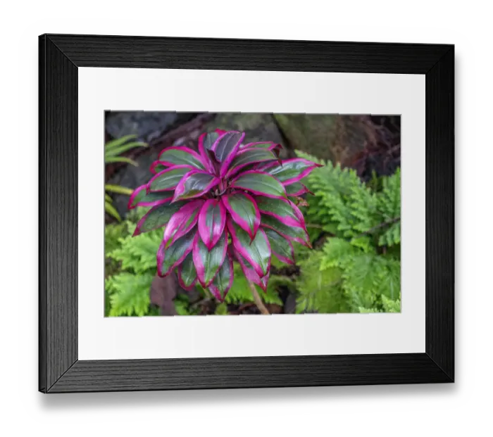 Framed Print : Ti Plant, Cordyline fruticosa Framed Print : Ti Plant, Cordyline fruticosa
