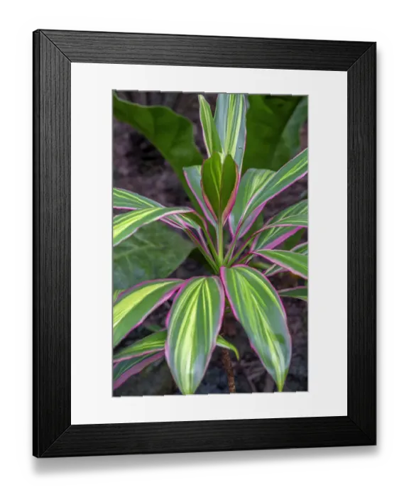 Framed Print : Ti Plant, Cordyline fruticosa Framed Print : Ti Plant, Cordyline fruticosa