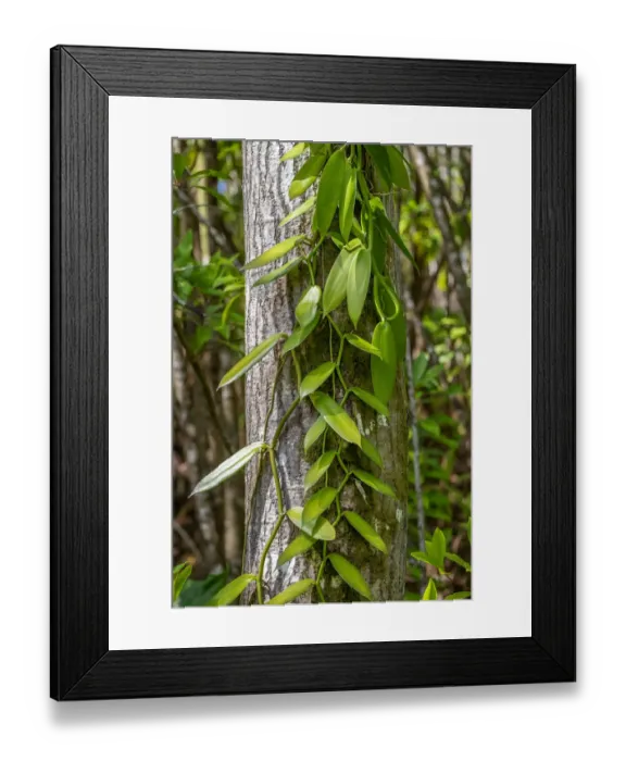 Framed Print : Vanilla Orchid vine Framed Print : Vanilla Orchid vine