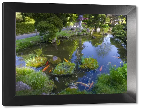 Koi Pond, Japanese Tea Garden, Golden Gate Park, San Francisco, California, USA