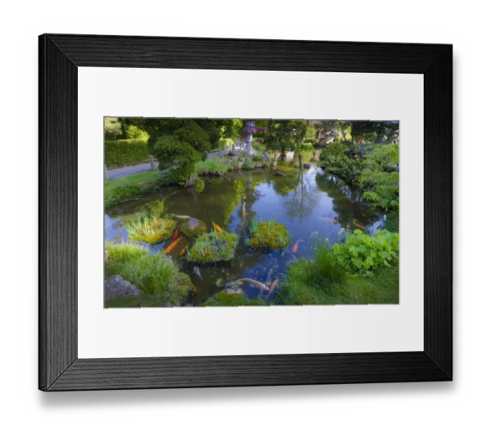 Framed Print : Koi Pond, Japanese Tea Garden, Golden Gate Park, San Francisco, California, USA Framed Print : Koi Pond, Japanese Tea Garden, Golden Gate Park, San Francisco, California, USA