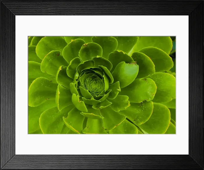Framed Print : Succulent, Big Sur, California, USA Framed Print : Succulent, Big Sur, California, USA