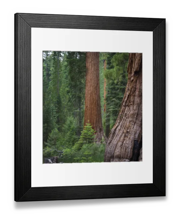 Framed Print : Mariposa Grove, Yosemite, Sierra Mountains, California, USA