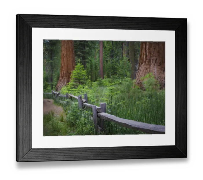 Framed Print : Mariposa Grove, Yosemite, Sierra Mountains, California, USA