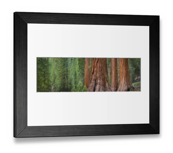 Framed Print : Mariposa Grove, Yosemite, Sierra Mountains, California, USA Framed Print : Mariposa Grove, Yosemite, Sierra Mountains, California, USA