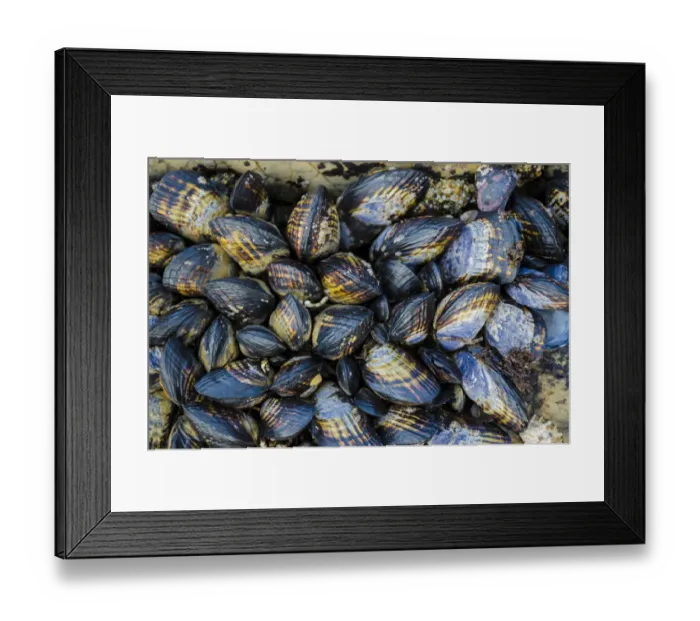 Framed Print : Mussel Colonies in Fitzgerald Marine Reserve, California, USA
