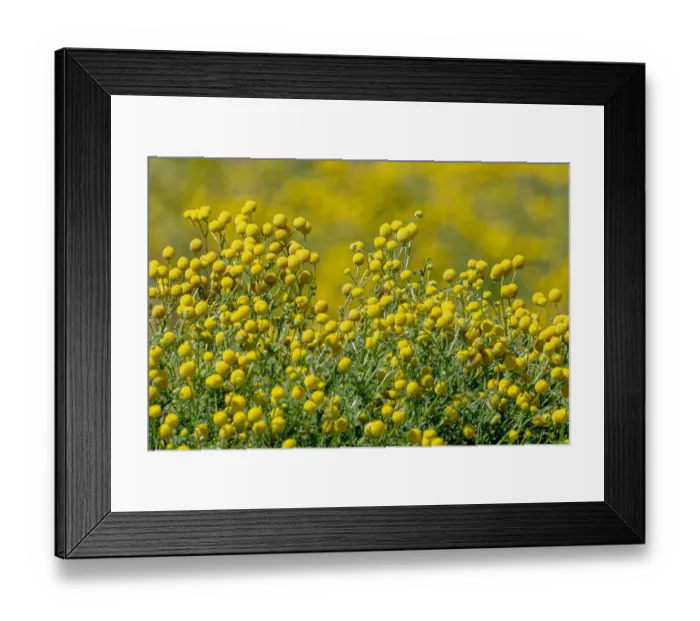 Framed Print : USA, Arizona, Goodyear. Wildflowers in Estrella Mountain Regional Park