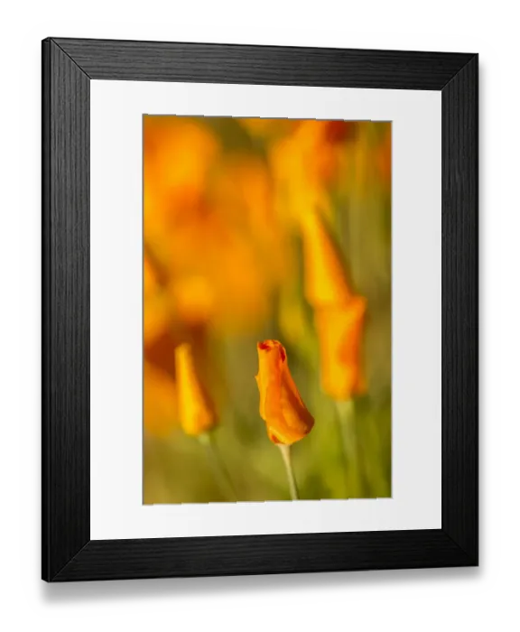 Framed Print : USA, Arizona, Peridot Mesa. California poppies in bloom Framed Print : USA, Arizona, Peridot Mesa. California poppies in bloom