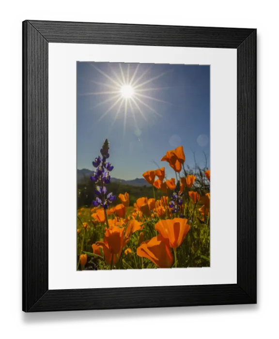 Framed Print : USA, Arizona, Peridot Mesa. California poppies and lupine in bloom Framed Print : USA, Arizona, Peridot Mesa. California poppies and lupine in bloom