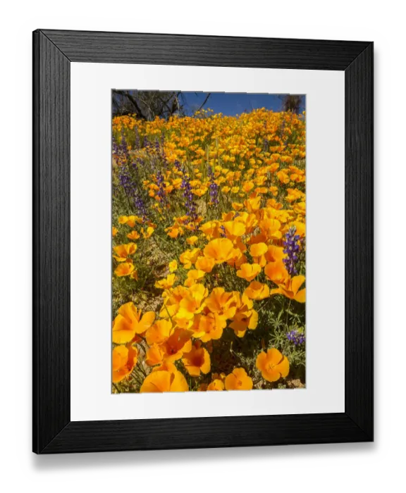 Framed Print : USA, Arizona, Peridot Mesa. California poppies in bloom Framed Print : USA, Arizona, Peridot Mesa. California poppies in bloom