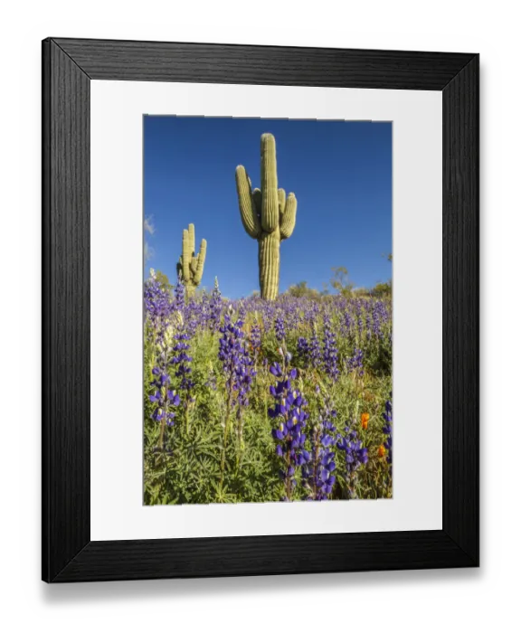 Framed Print : USA, Arizona, Peridot Mesa. Saguaro cactus and lupine flowers