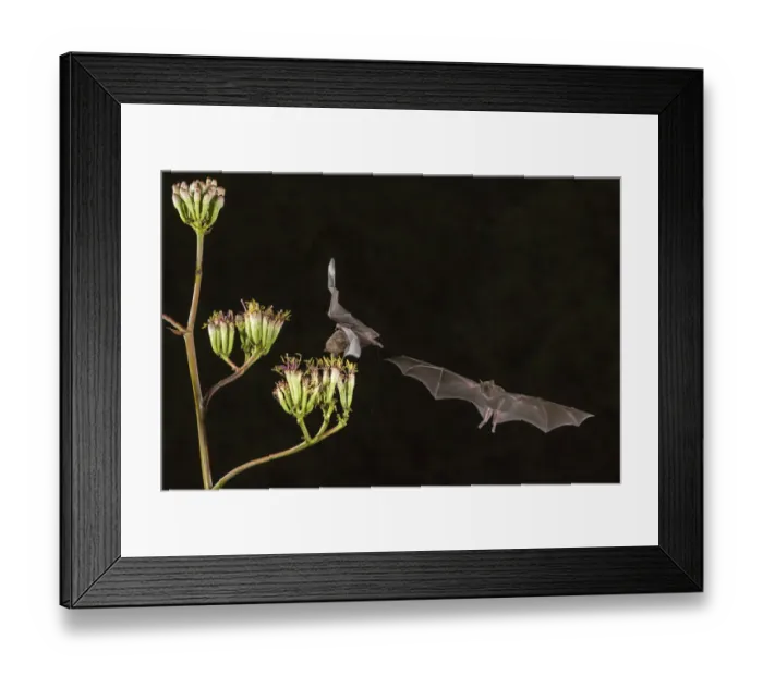 Framed Print : USA, Arizona, Santa Cruz County. Bats feed on yucca nectar Framed Print : USA, Arizona, Santa Cruz County. Bats feed on yucca nectar