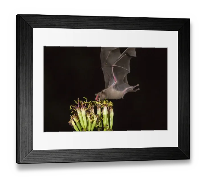 Framed Print : USA, Arizona, Santa Cruz County. Bat feeds on yucca nectar Framed Print : USA, Arizona, Santa Cruz County. Bat feeds on yucca nectar