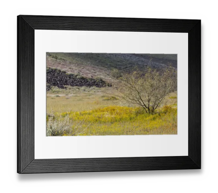 Framed Print : USA, Arizona. Wildflowers in field. Credit as: Wendy Kaveney  /  Jaynes Gallery  / 