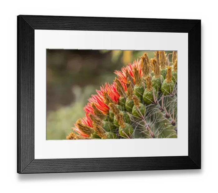 Framed Print : USA, Arizona, Santa Cruz County. Barrel cactus blossoms close-up Framed Print : USA, Arizona, Santa Cruz County. Barrel cactus blossoms close-up