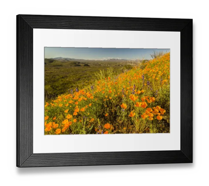 Framed Print : USA, Arizona, Peridot Mesa. California poppies in bloom Framed Print : USA, Arizona, Peridot Mesa. California poppies in bloom