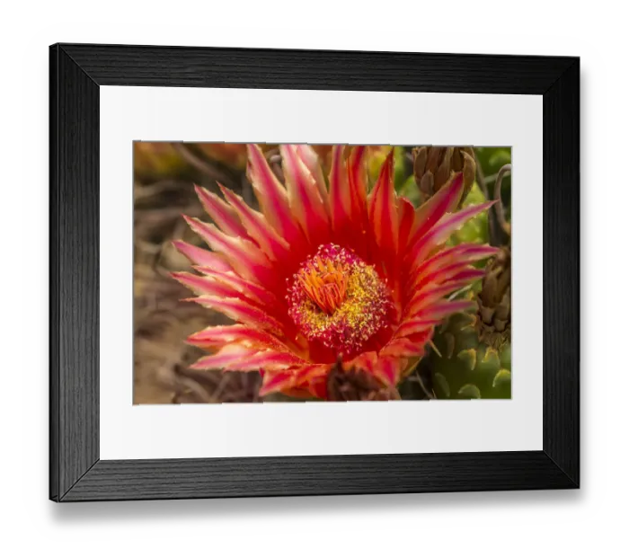 Framed Print : USA, Arizona, Santa Cruz County. Barrel cactus blossom and close-up