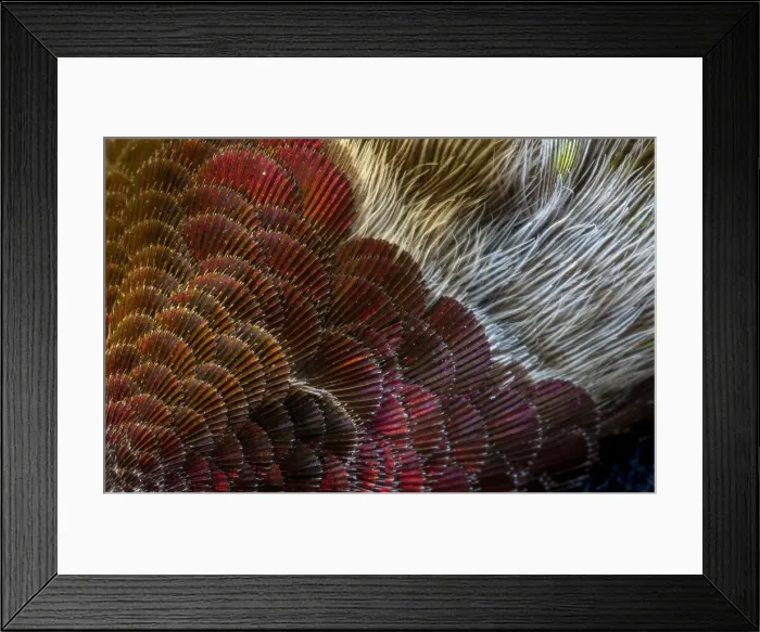 Framed Print : USA, Arizona. Close-up of hummingbird feather pattern. Credit as Framed Print : USA, Arizona. Close-up of hummingbird feather pattern. Credit as