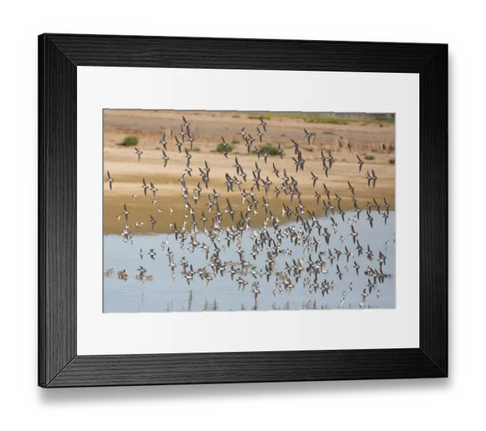 Framed Print : USA, Arizona, Glendale. Flock of least sandpipers flying over pond Framed Print : USA, Arizona, Glendale. Flock of least sandpipers flying over pond