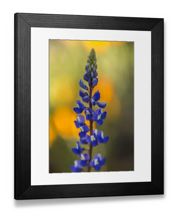 Framed Print : USA, Arizona, Peridot Mesa. Lupine blossom close-up. Credit as Framed Print : USA, Arizona, Peridot Mesa. Lupine blossom close-up. Credit as