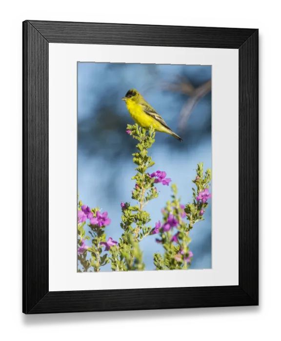 Framed Print : USA, Arizona, Santa Cruz County. Lesser goldfinch on flower Framed Print : USA, Arizona, Santa Cruz County. Lesser goldfinch on flower