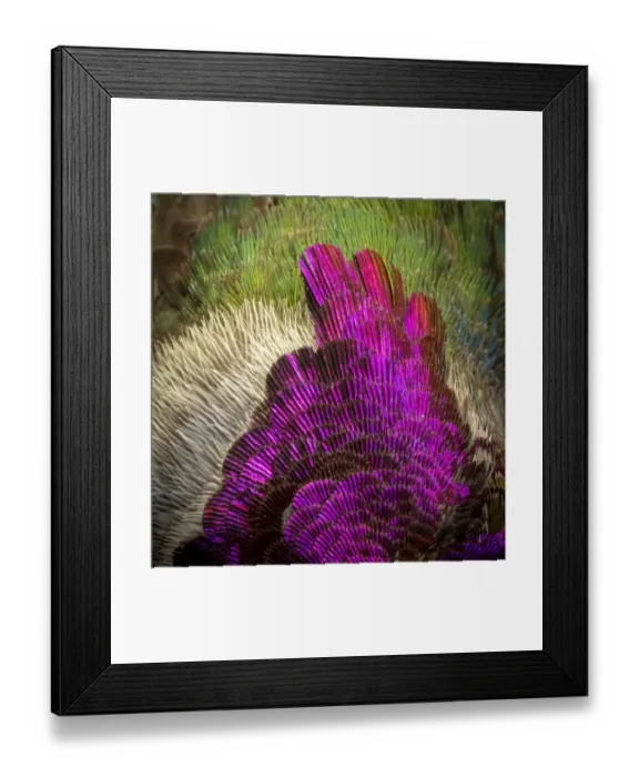 Framed Print : USA, Arizona. Close-up of hummingbird feather pattern. Credit as