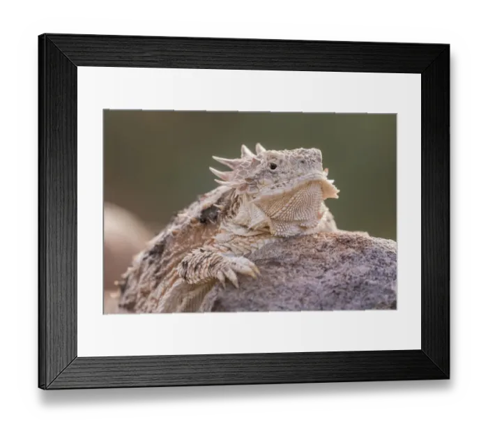 Framed Print : USA, Arizona, Santa Cruz County. Regal horned lizard on rock Framed Print : USA, Arizona, Santa Cruz County. Regal horned lizard on rock