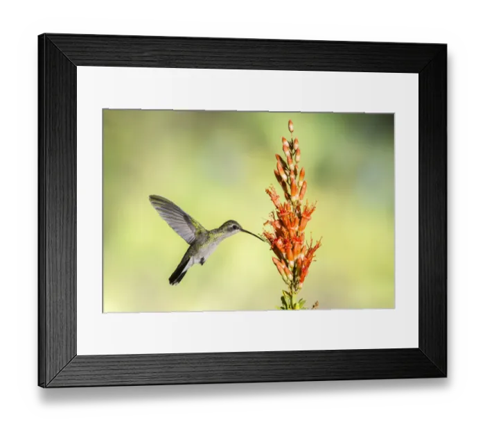 Framed Print : USA, Arizona, Santa Cruz County. Broad-billed hummingbird feeding on ocotillo blossoms
