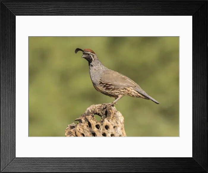 Framed Print : USA, Arizona, Santa Cruz County. Male Gambels quail on cactus skeleton Framed Print : USA, Arizona, Santa Cruz County. Male Gambels quail on cactus skeleton