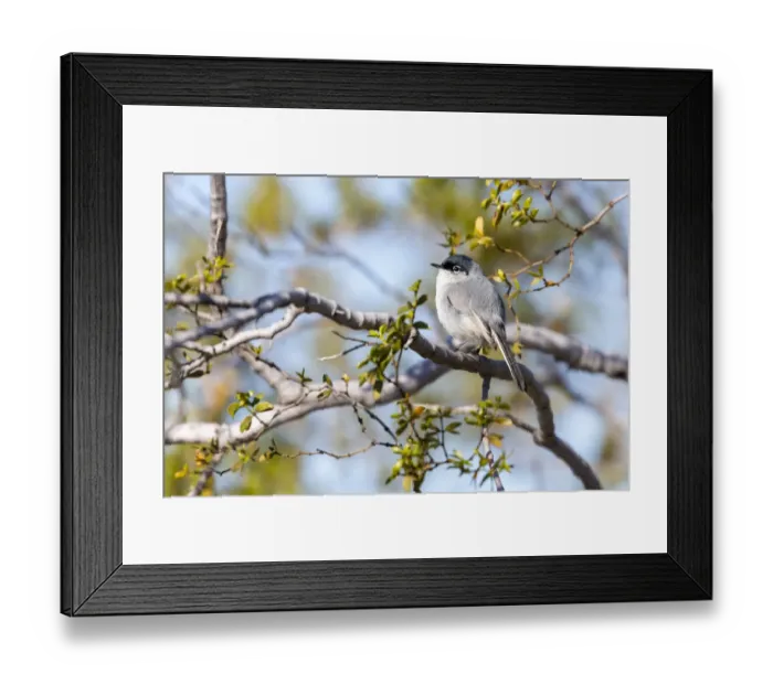 Framed Print : USA, Arizona, Buckeye. Blue-gray gnatcatcher perched on branch Framed Print : USA, Arizona, Buckeye. Blue-gray gnatcatcher perched on branch