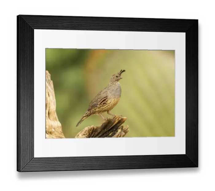 Framed Print : USA, Arizona, Santa Cruz County. Gambels quail female on stump Framed Print : USA, Arizona, Santa Cruz County. Gambels quail female on stump